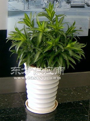 天圃绿化 植物租赁供应上门 东西湖植物租赁图片